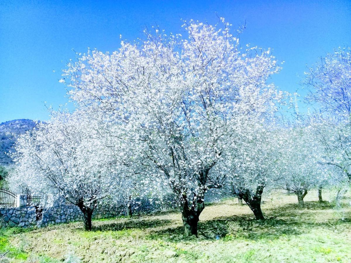 Mavi Kelebek Datca Datça Exterior foto